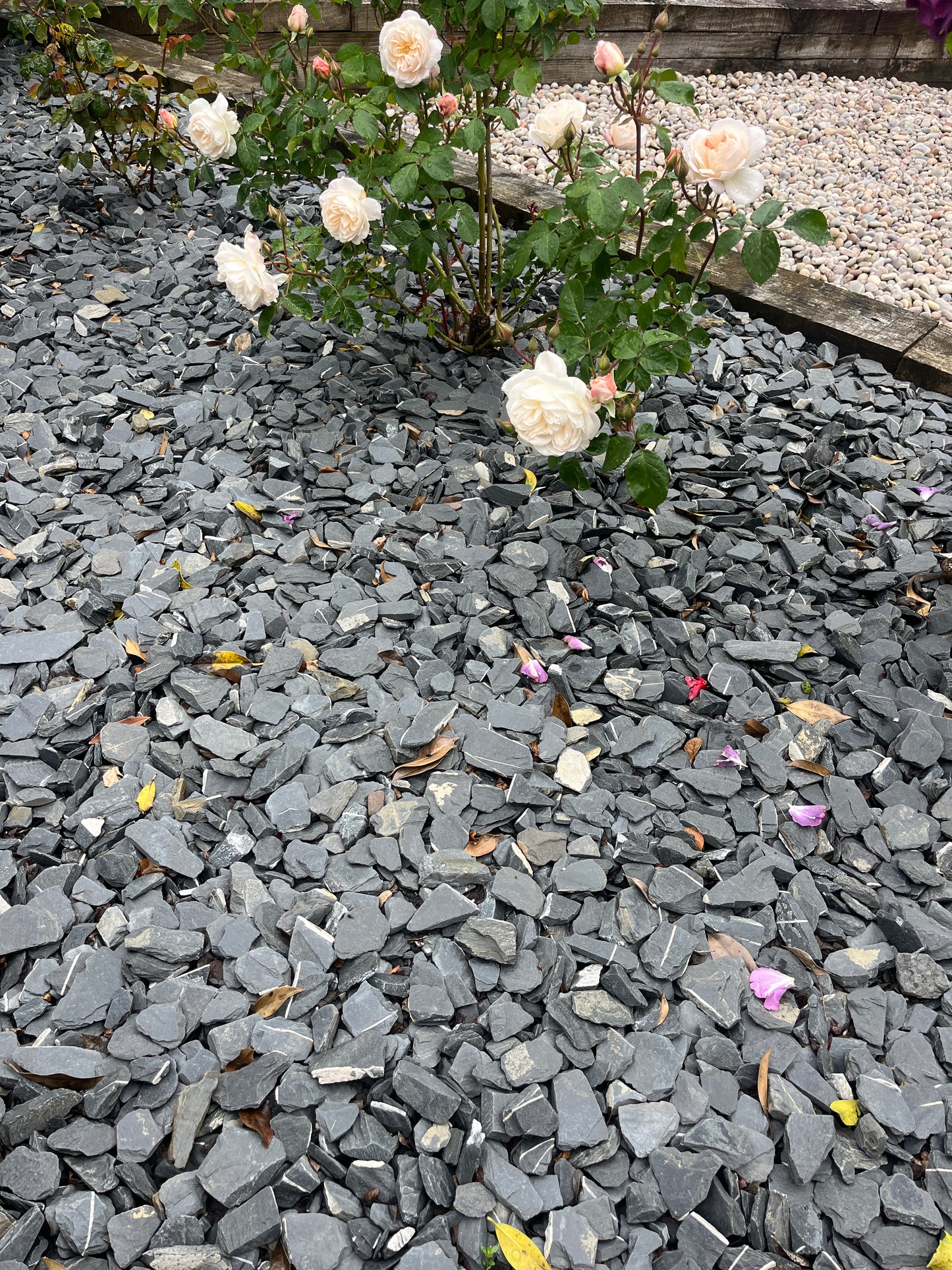 Blue Slate Chippings